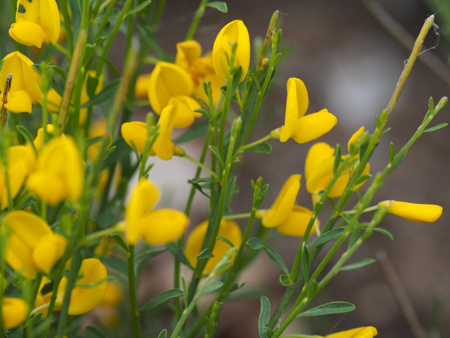 Broom, Portugese